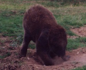 Cute baby elephant pretending to be a dog.
