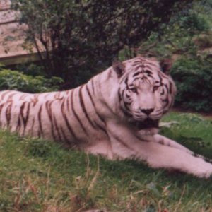 A Quality white tiger that actually doesn't mind having it's photo taken!