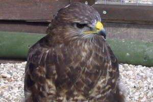 Quality looking hawk having a mooch