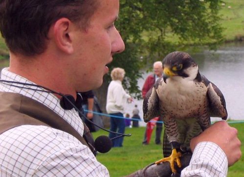 That's a bloody big sparrow