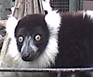 Wonder if he gets roped into playing Santa when it's Christmas?