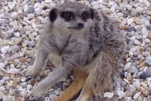 Meercat doing an impression of Sean William Scott