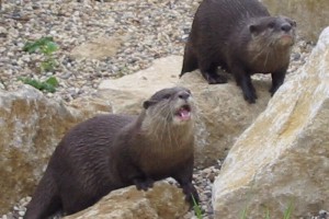 Farcically cute otters