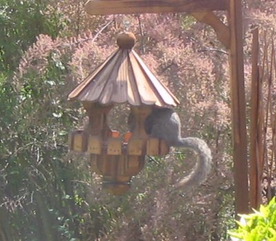 Piglet in his new pad