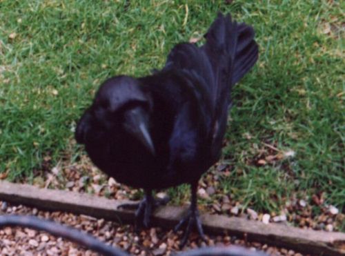 Awww, they are so cute when they're not trying to peck your eyes out