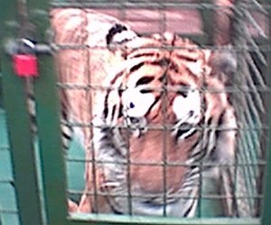 I hadn't realised that tigers were *that* big until I was three feet away from one. New pants please.
