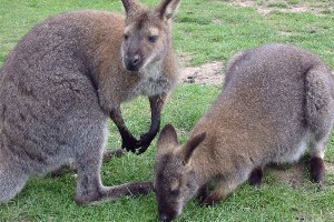 Easy-life wallabies